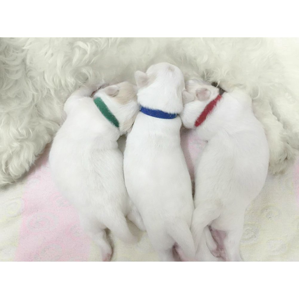 Newborn dog identification collar