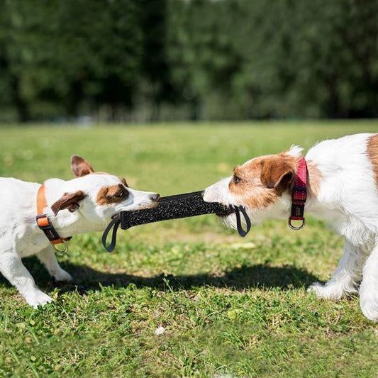 Hundetraining Hundebidstav Bidmodstand Bidstav