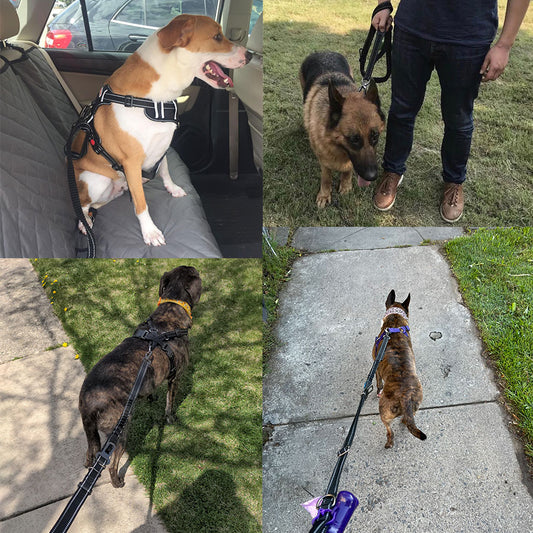 Going Out Explosion-proof Rush Dog Leash Elastic Reflection