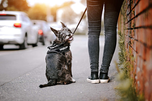 Dog Supplies Can Be Customized Towing Rope For Medium And Large Dogs