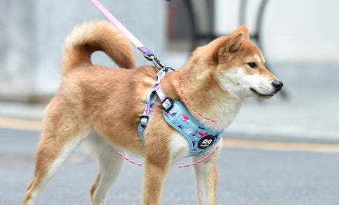 Dog Chest Harness Vest Type Gradient Color Small And Medium