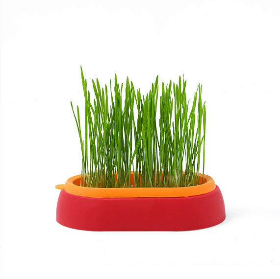 Lazy Soil-free Hydroponic Planting Wheat Seed Cultivation Cat Grass Basin