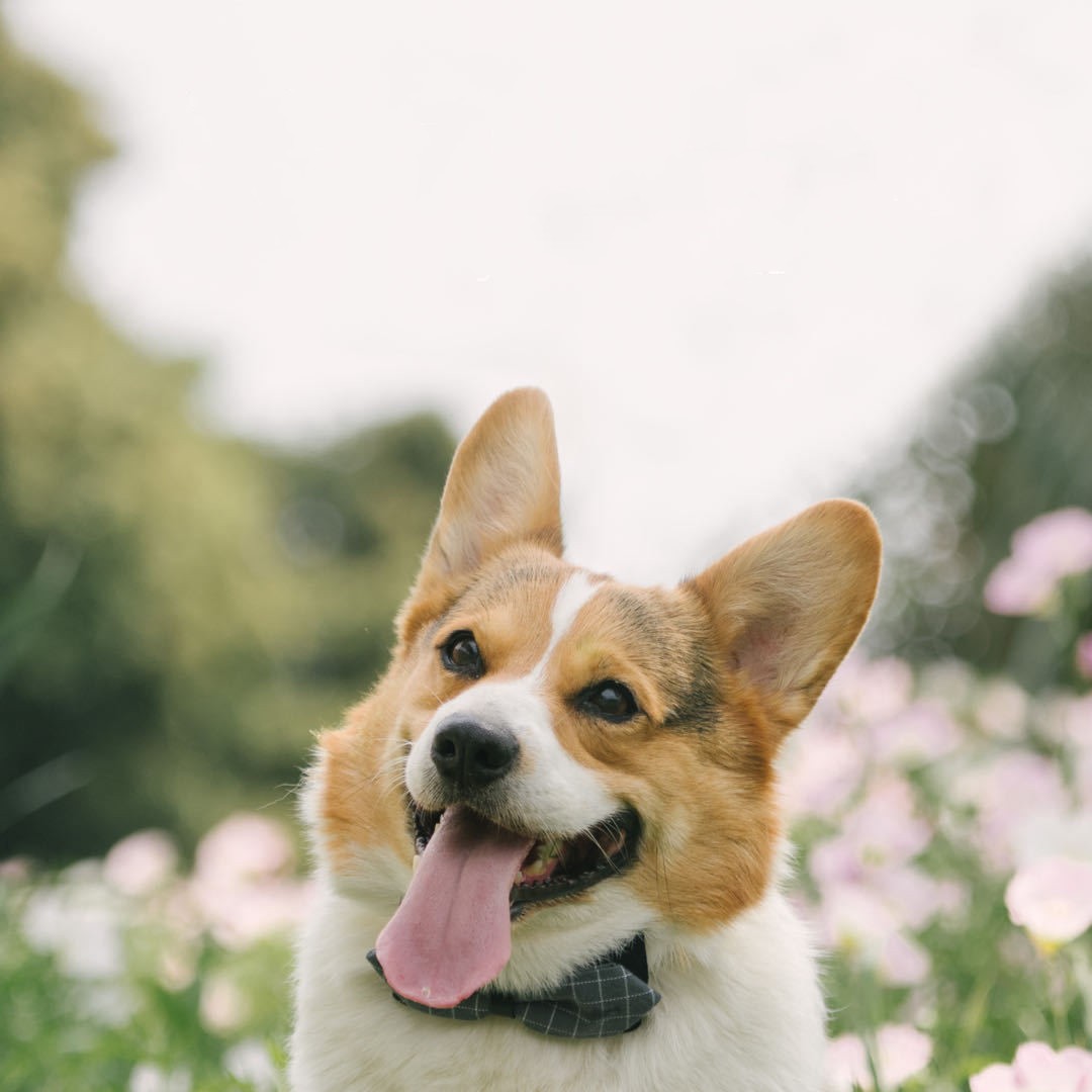 Dog Cute Fashion Bow Tie Handmade Bow Collar