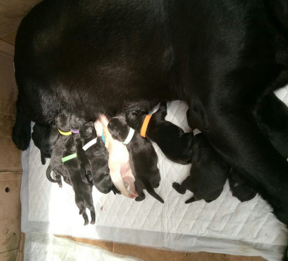 Newborn dog identification collar