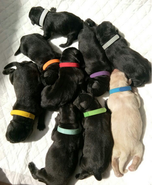 Newborn dog identification collar