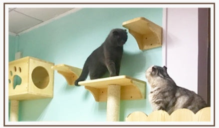 Wall-mounted wooden cat litter