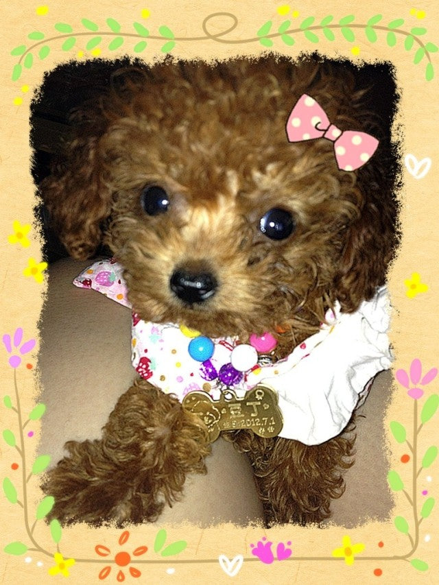 Custom made brass pet Pendant