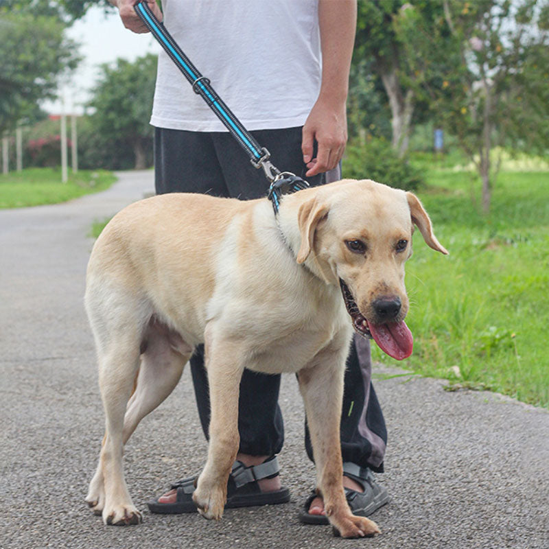 Big Dog Short Traction Rope Step Training