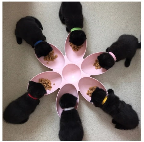 Petal Shaped Shallow Mouth Multi-rice Bowl Multi-dining Food Bowl Cat Bowl Flower-shaped Split Food