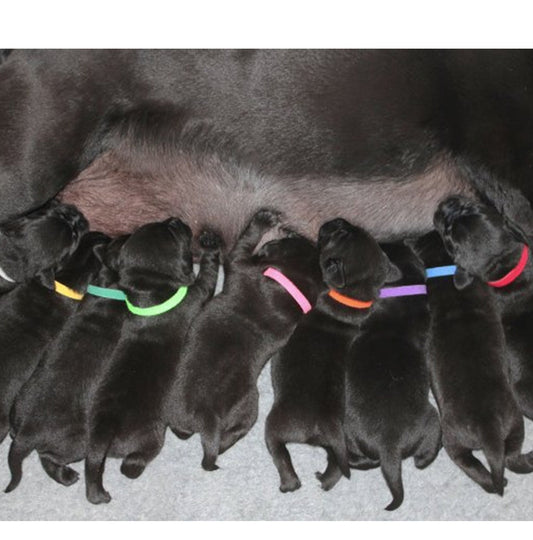 Pet Simple Collar Velcro Identification Collar Kitten And Puppy ID Collar