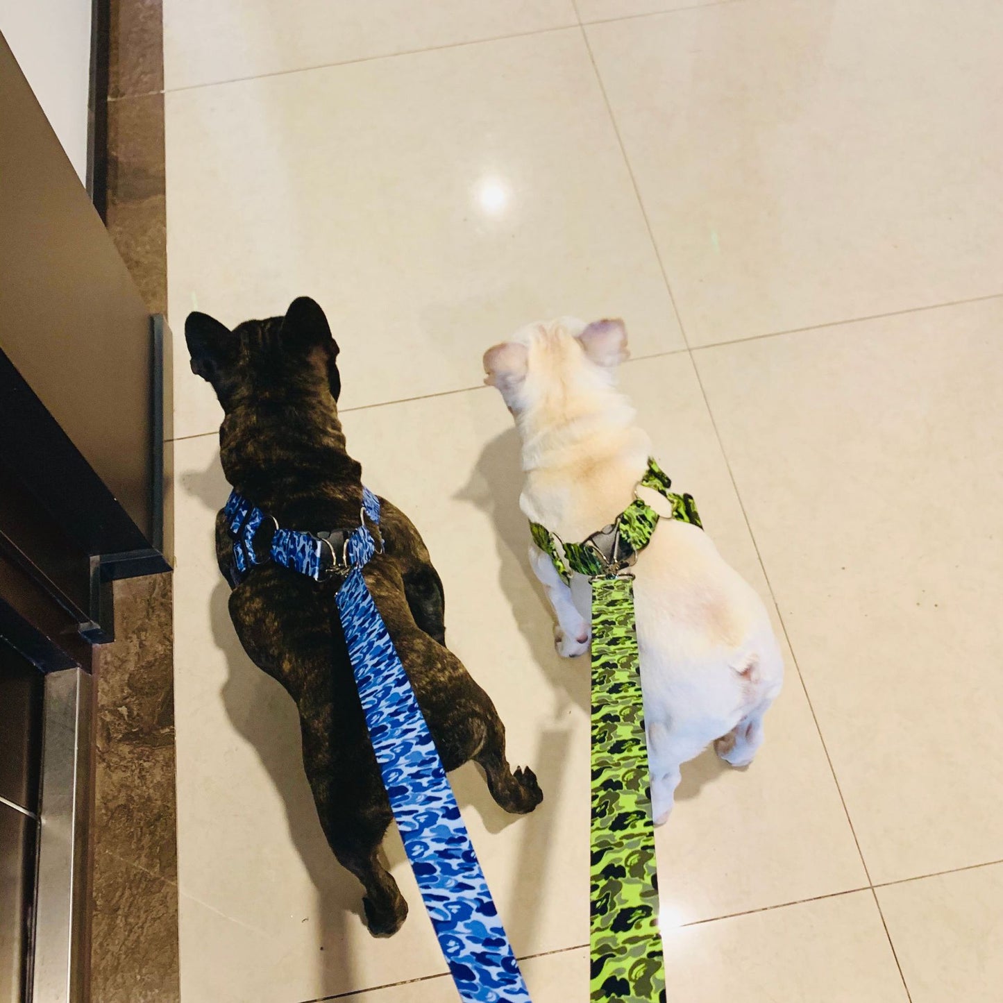 Dog Leash Method To Fight Schnauzer Explosion-proof Chest Strap