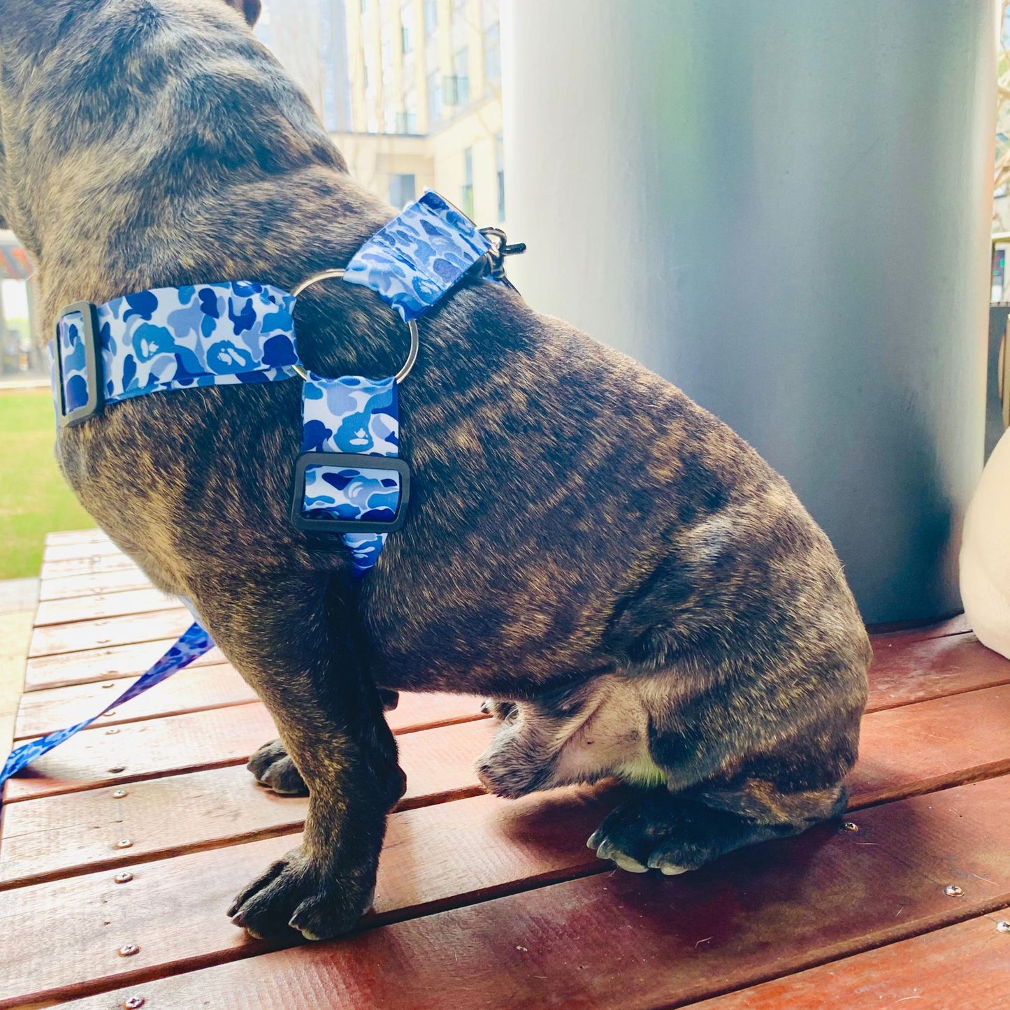 Dog Leash Method To Fight Schnauzer Explosion-proof Chest Strap