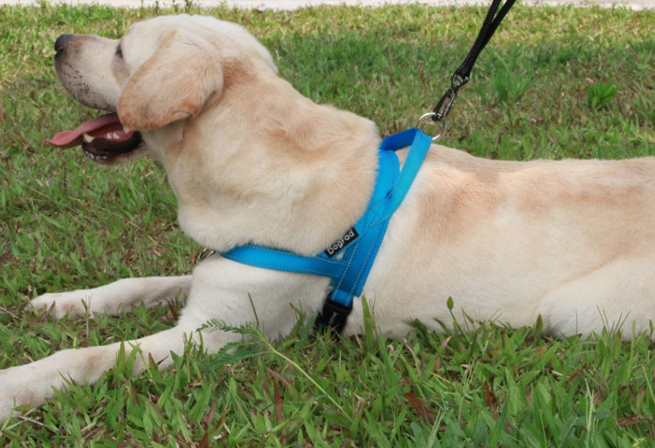 Dog chest strap
