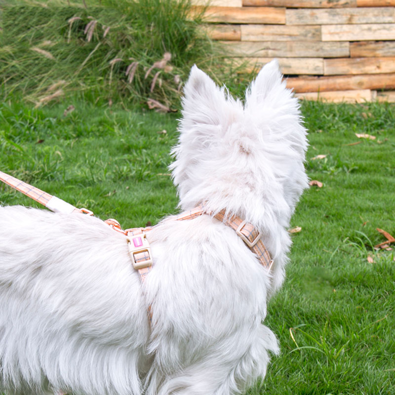 Fashionable And Simple Pet Chest Back Lattice Traction Rope