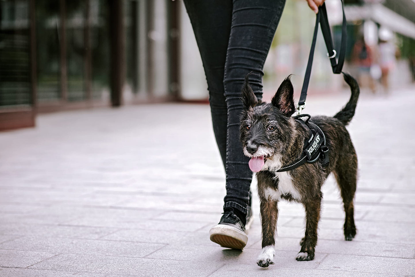 Hundetilbehør kan tilpasses træktov til mellemstore og store hunde