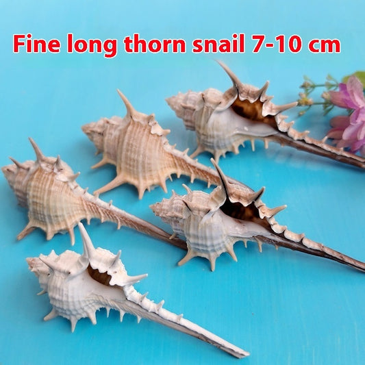 Natural Shell Conch Conch 5-9cm Home Fish Tank Micro Landscape Decoration