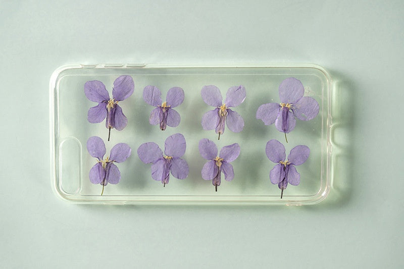 Orychophragmus Violaceus Dried Flowers