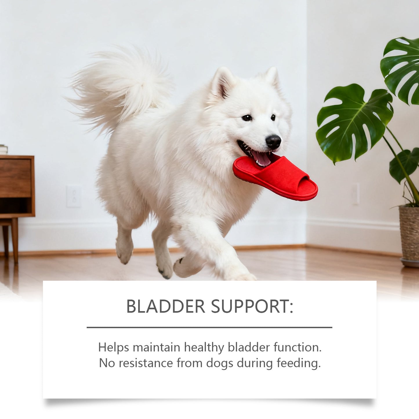 Dog-friendly Urinary Relief Drops