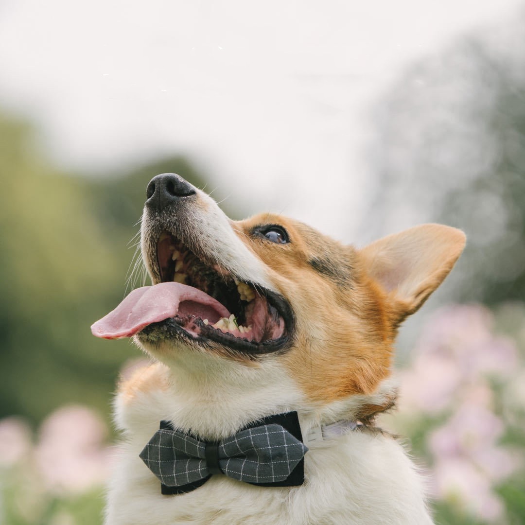 Dog Cute Fashion Bow Tie Handmade Bow Collar