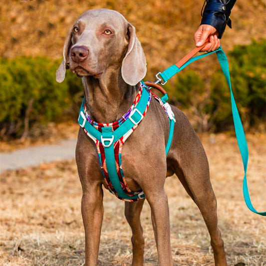A Dog Chest Strap Prevents Medium And Large From Breaking Off In The Summer