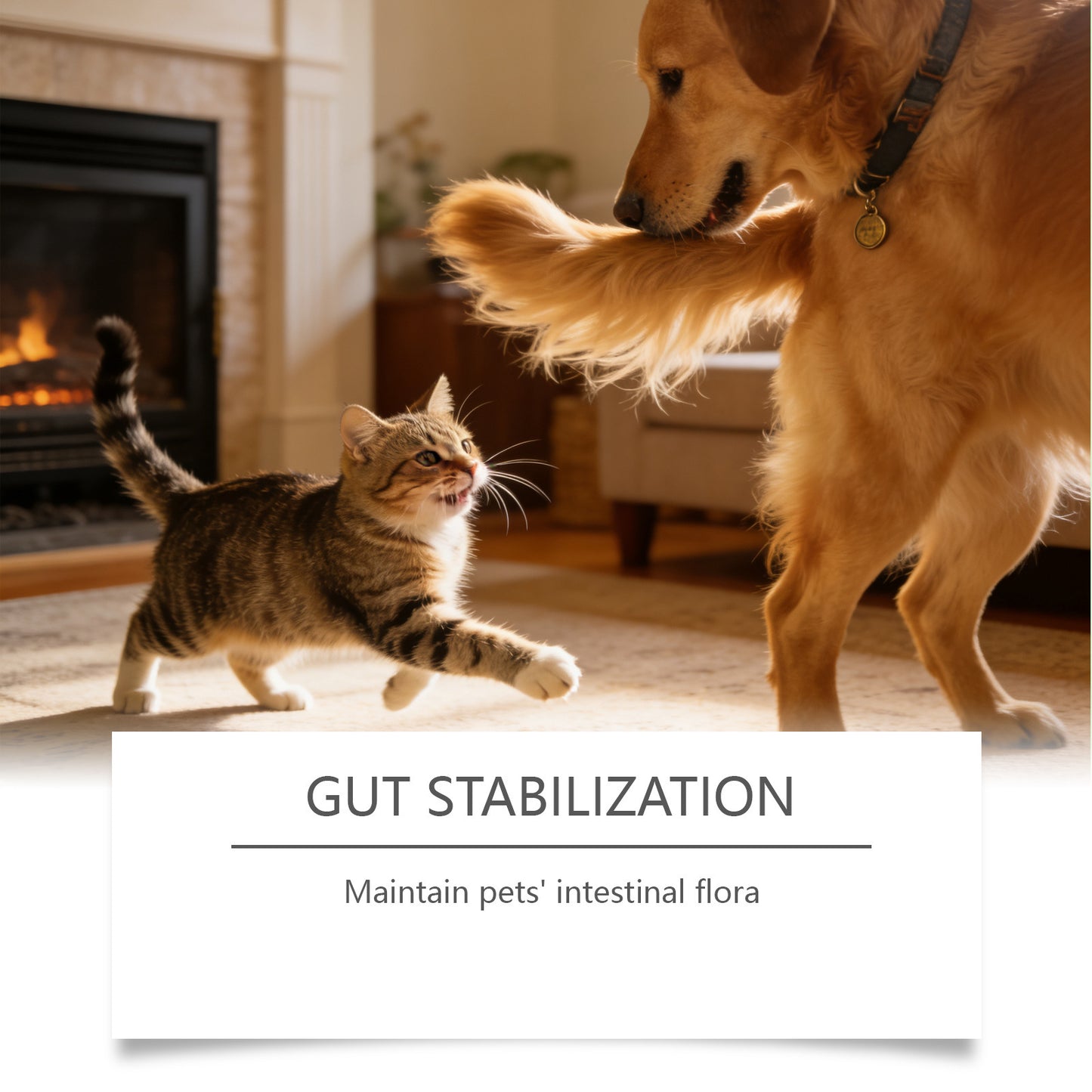 Probiotic Powder For Pet Intestinal Care