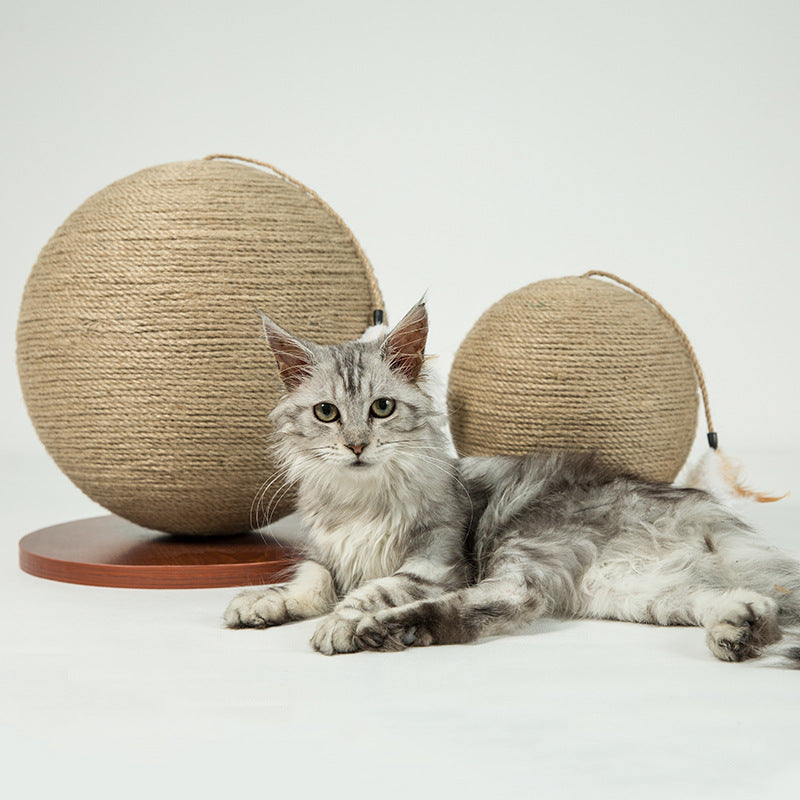 Cat catches the ball