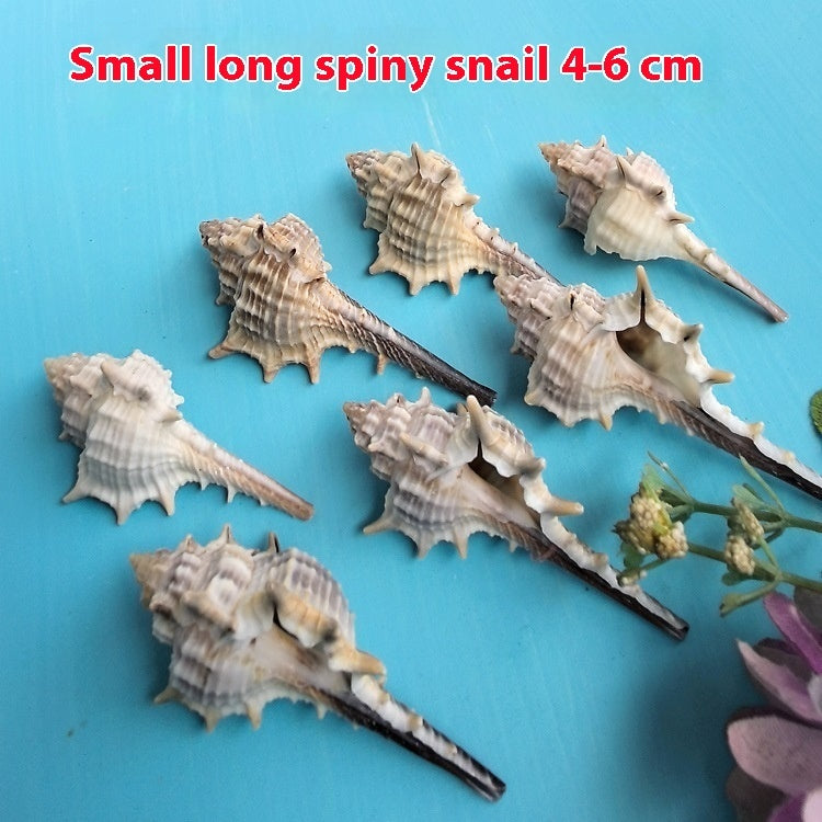 Natural Shell Conch Conch 5-9cm Home Fish Tank Micro Landscape Decoration