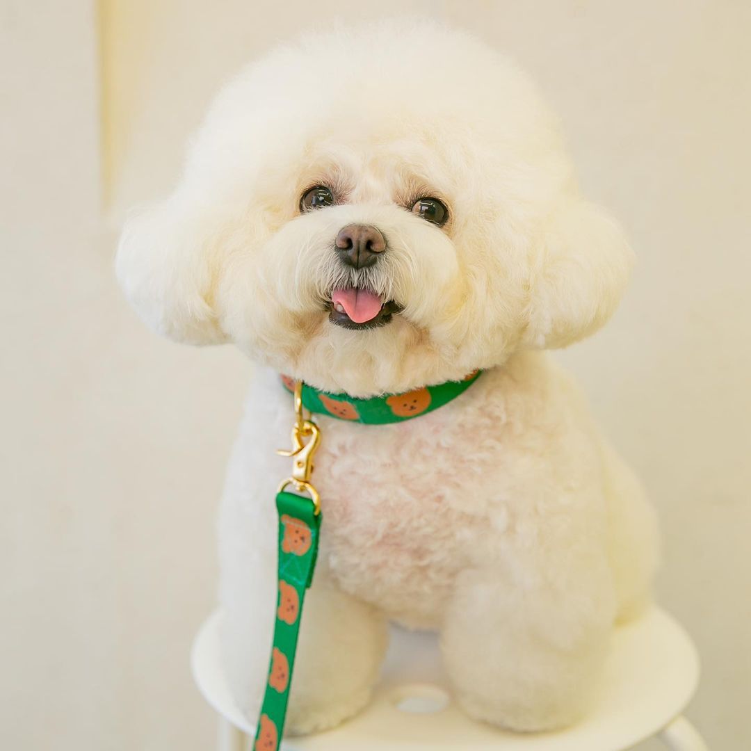 The New Cat Dog Pet Bear Collar Is Cute Soft And Durable