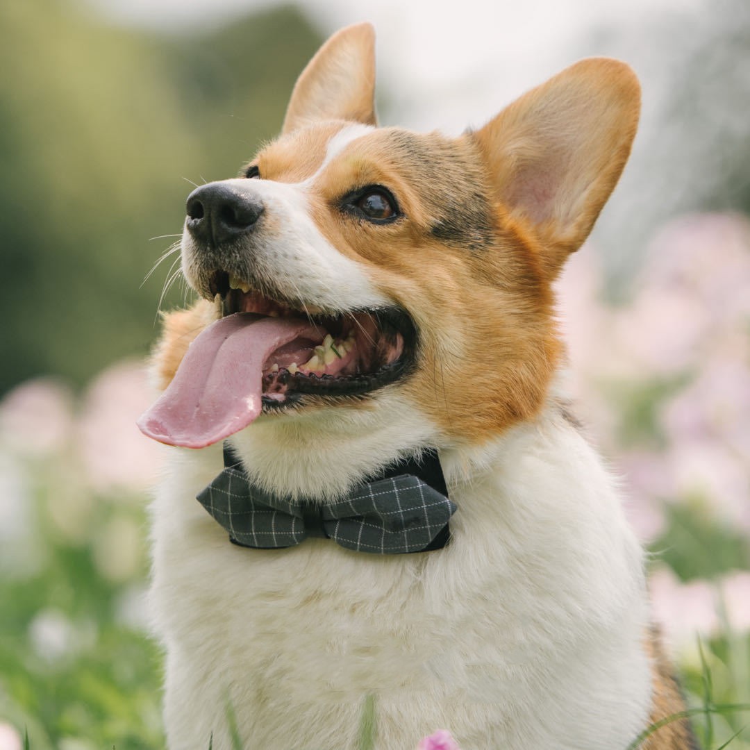 Dog Cute Fashion Bow Tie Handmade Bow Collar