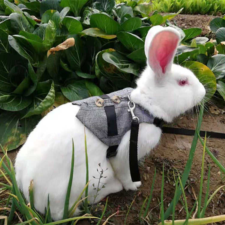 Rabbit Hand Holding Rope Cat Chest Strap