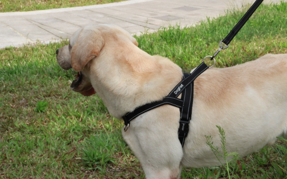 Dog chest strap