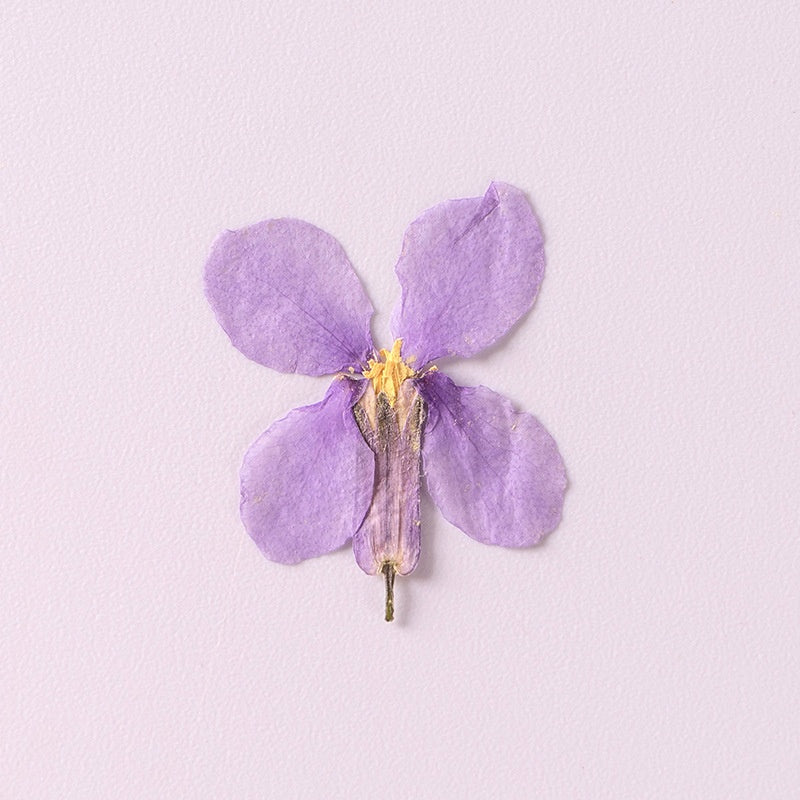 Orychophragmus Violaceus Dried Flowers