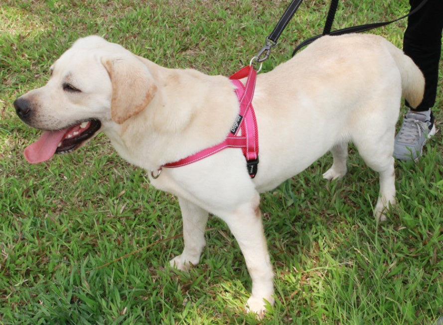 Dog chest strap