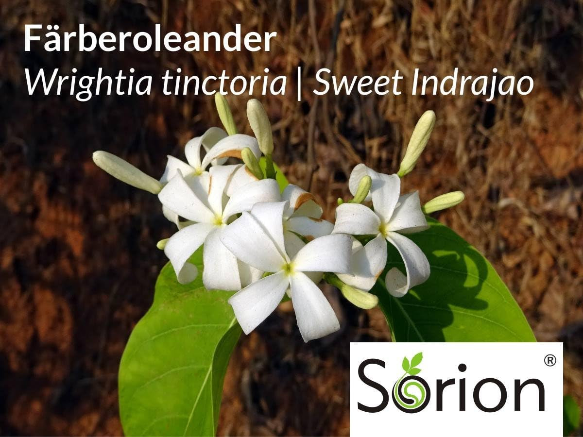 Crema 50 G - Para Casos De Piel Seca, Enrojecida, Escamosa Y Con Picazón