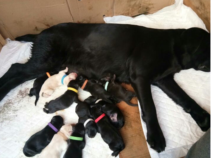 Newborn dog identification collar