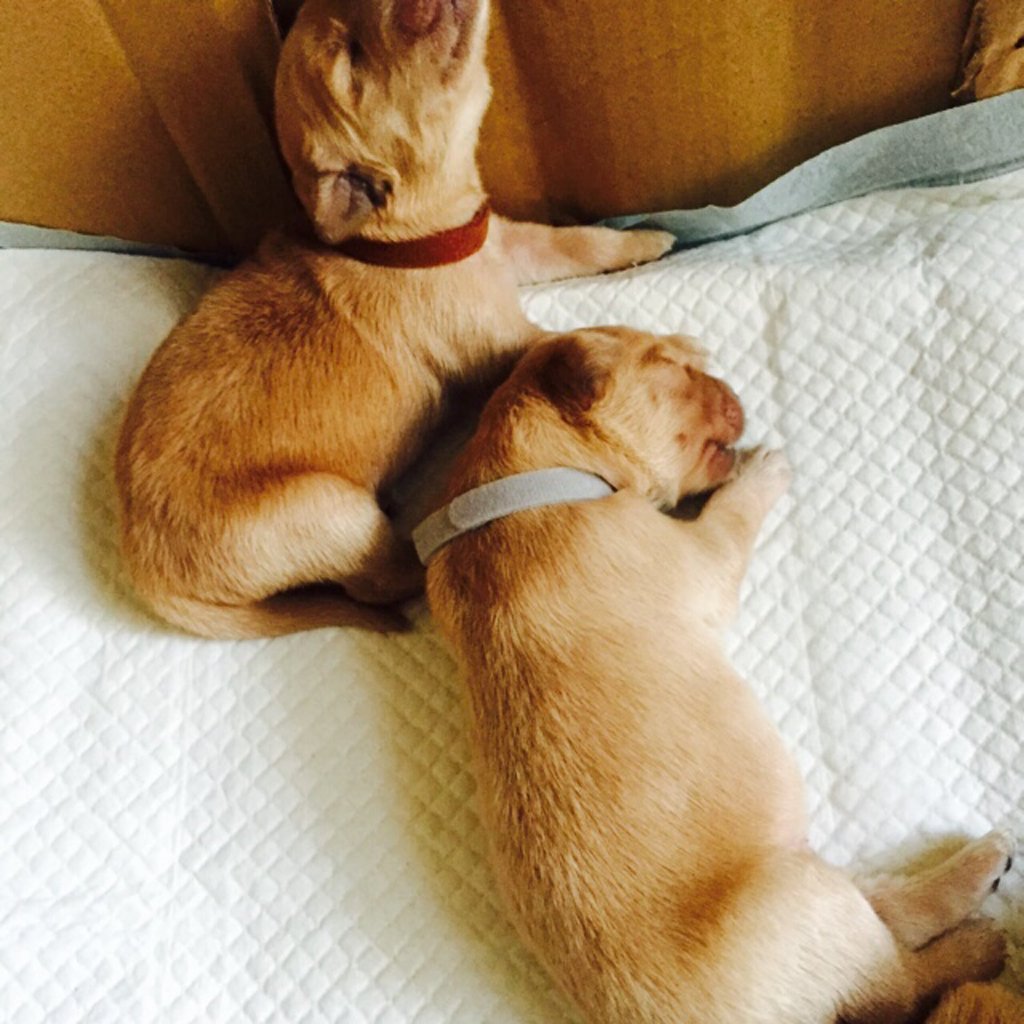 Newborn dog identification collar
