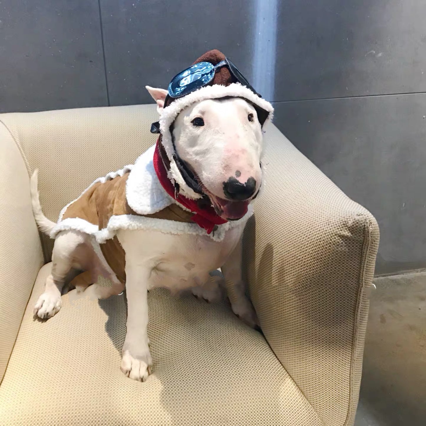 Pet Cross-dressing Red Scarf Flying Cap Set