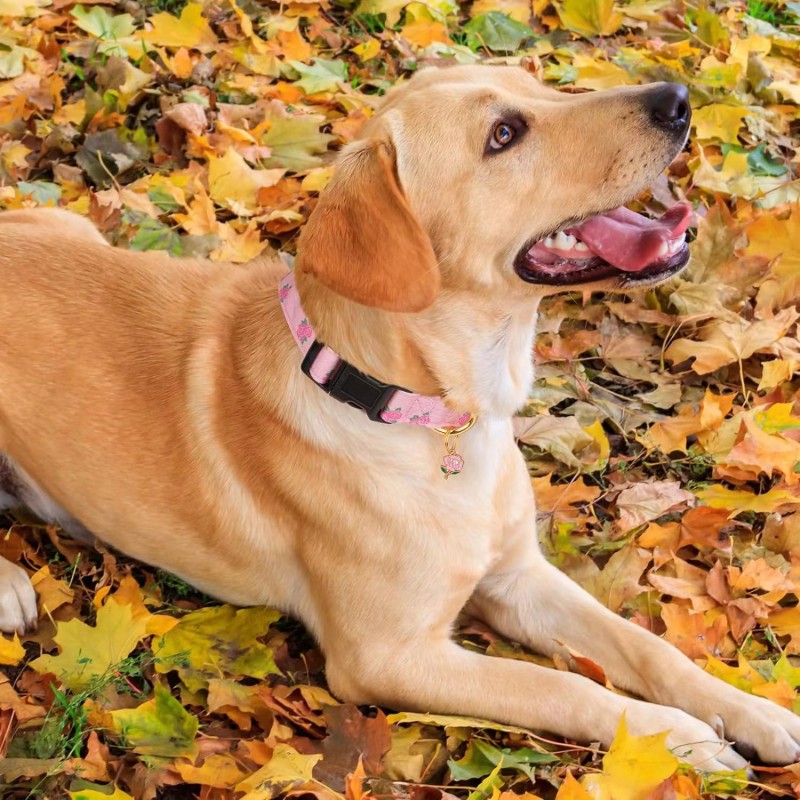 Adjustable Dog Collar For Traction
