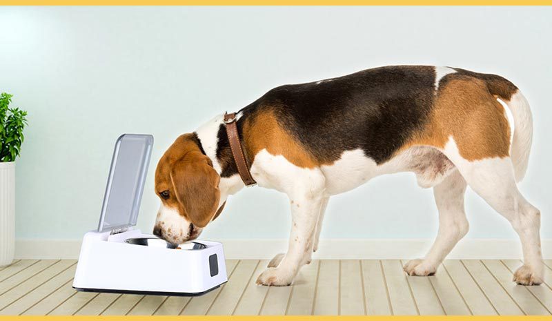 Automatic Switch Moisture-proof Smart Feeder Cat And Dog Bowl