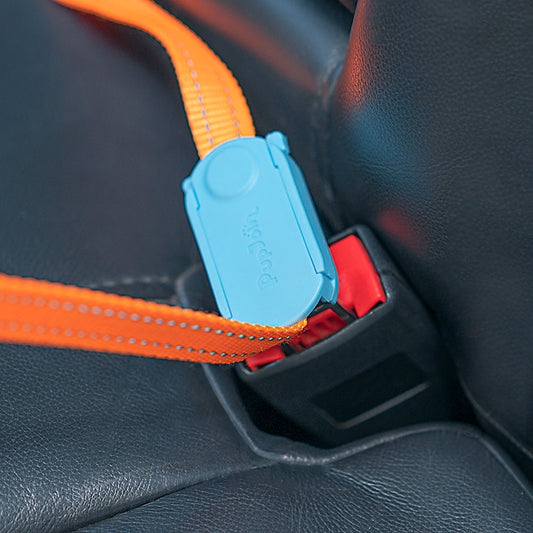 Small And Medium-sized Dog Car Supplies Fixed Car Dog Safety Buckle Traction Rope