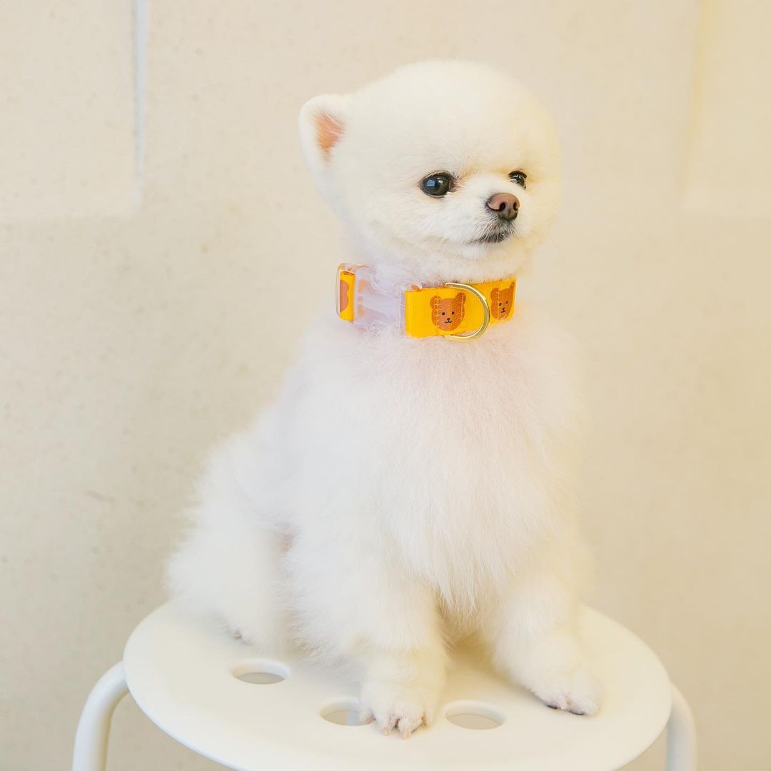 The New Cat Dog Pet Bear Collar Is Cute Soft And Durable