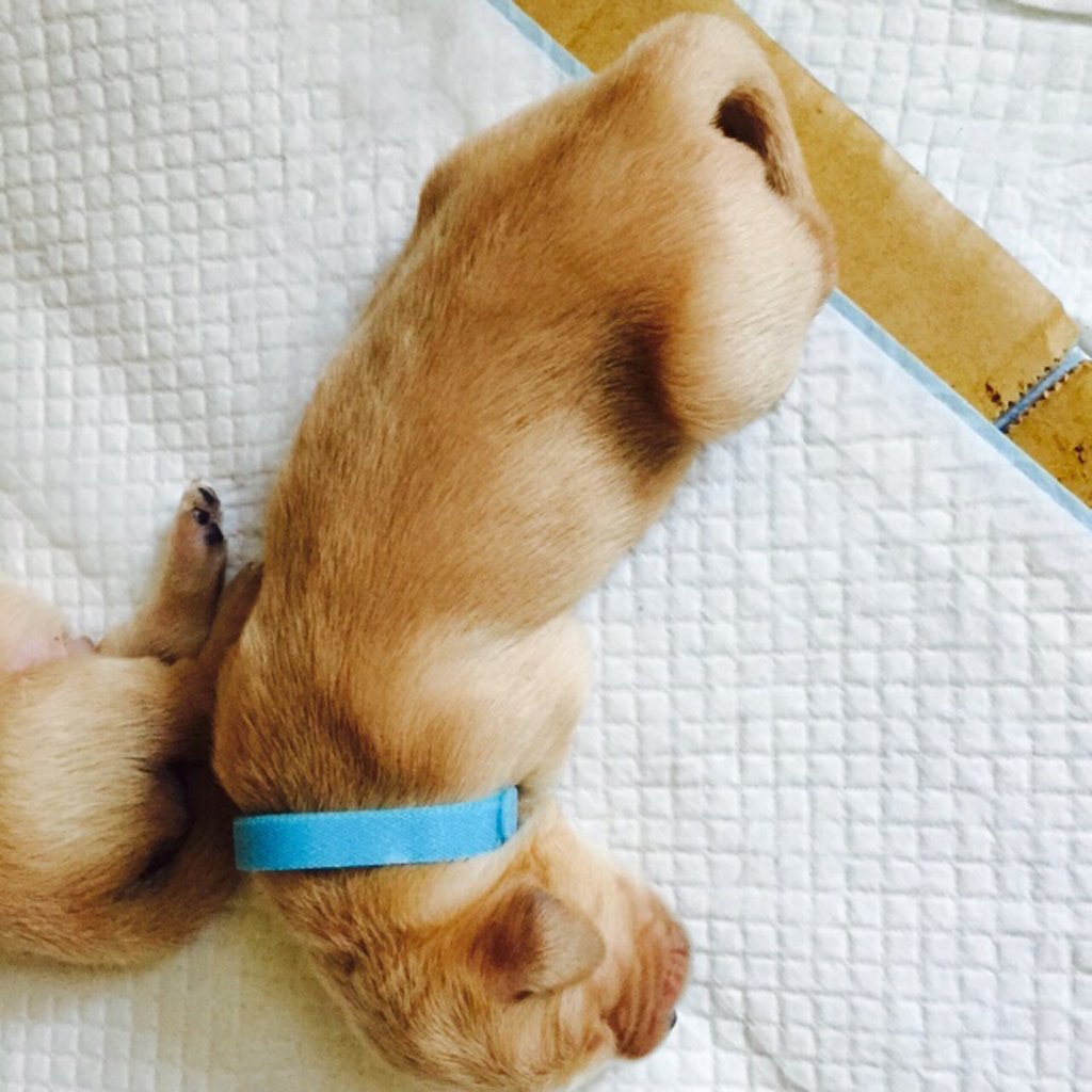 Newborn dog identification collar