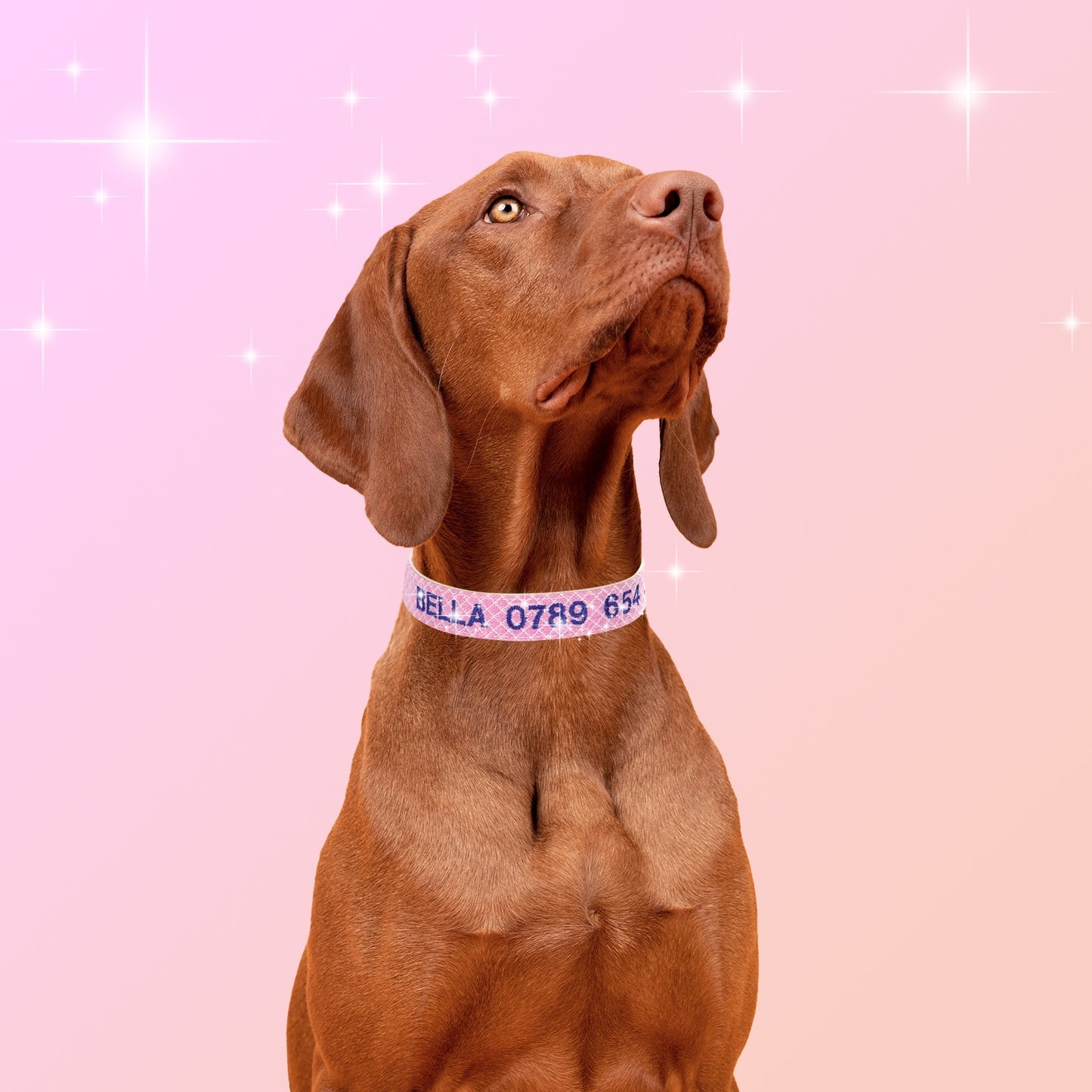 Embroidered Phone Number Anti Lost Pet Collar