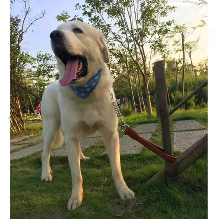 Short Traction Rope With Swivel For Medium And Large Dogs