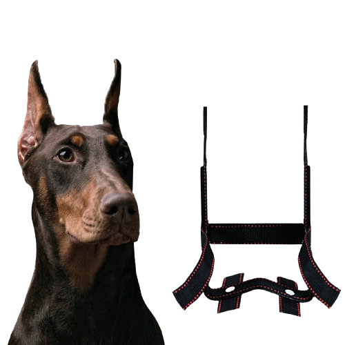 Dog Ear Stand Ear Correction Fixing Artifact