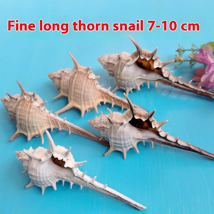 Natural Shell Conch Conch 5-9cm Home Fish Tank Micro Landscape Decoration