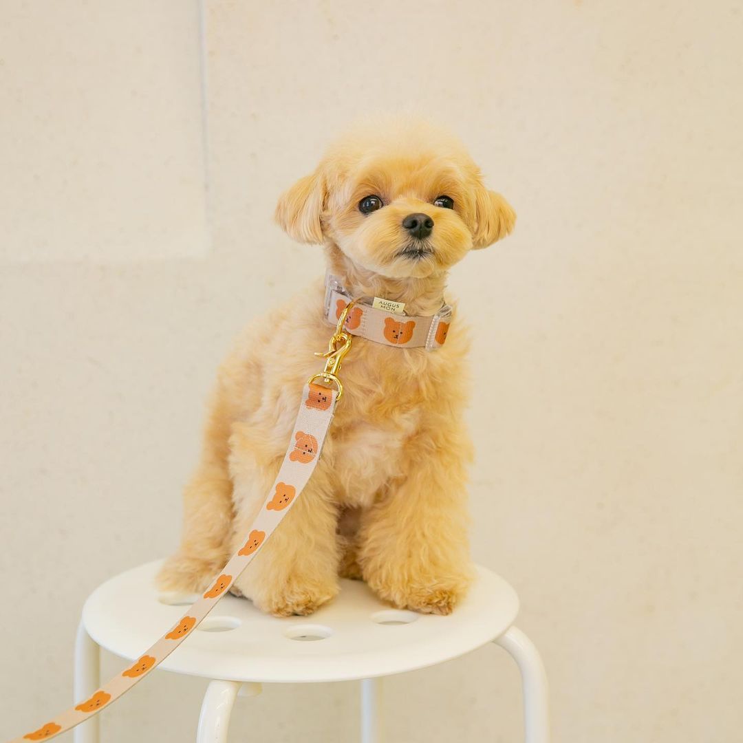 The New Cat Dog Pet Bear Collar Is Cute Soft And Durable