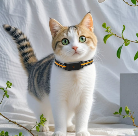 Pet Global Positioning Collar