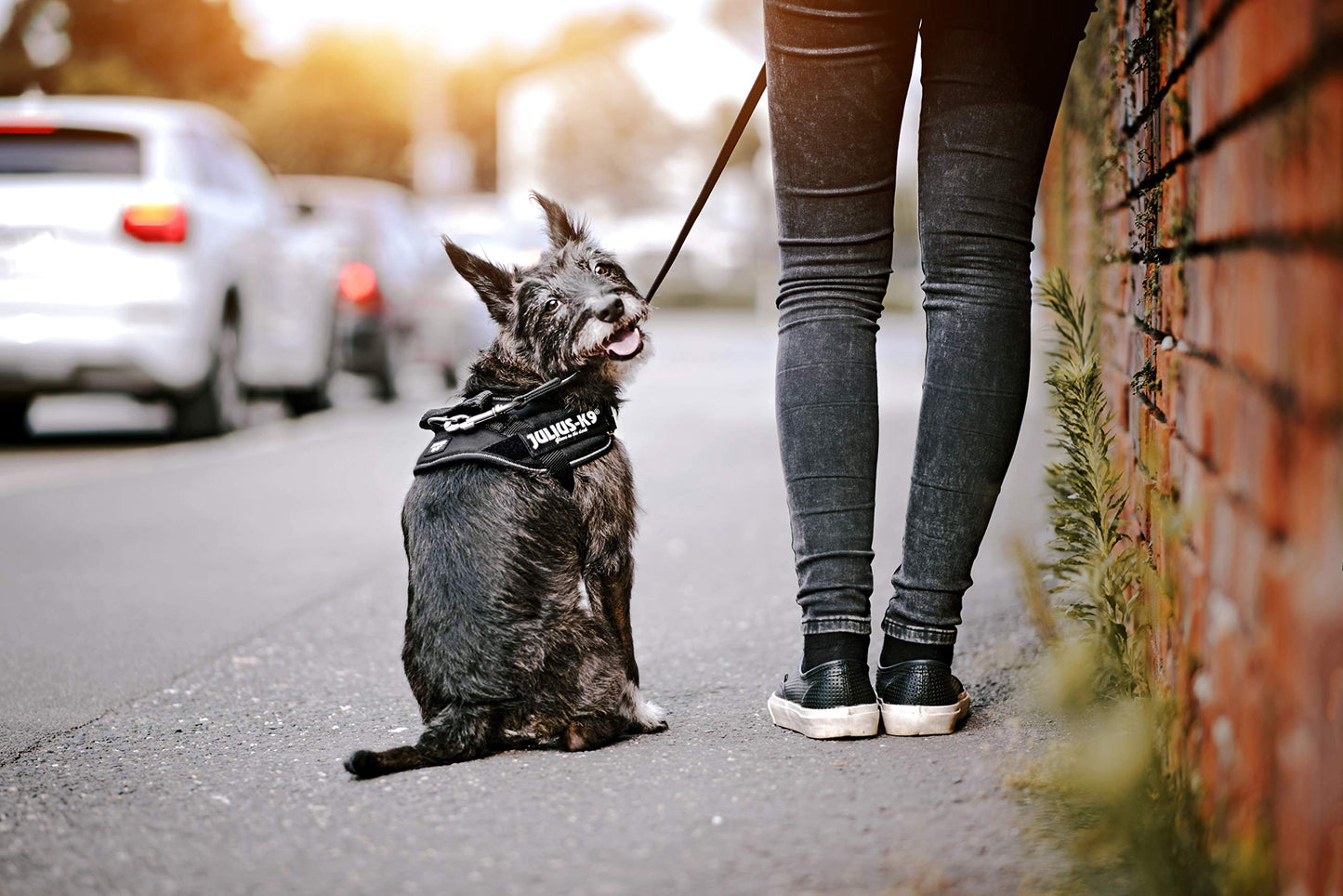 Hundetilbehør kan tilpasses træktov til mellemstore og store hunde