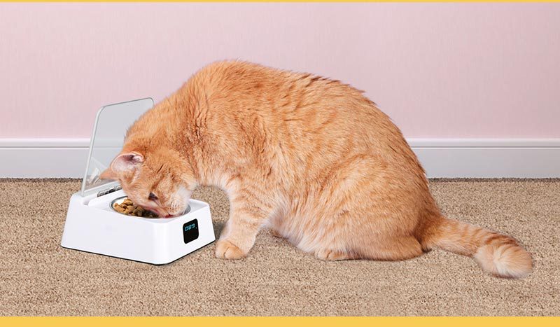 Automatic Switch Moisture-proof Smart Feeder Cat And Dog Bowl